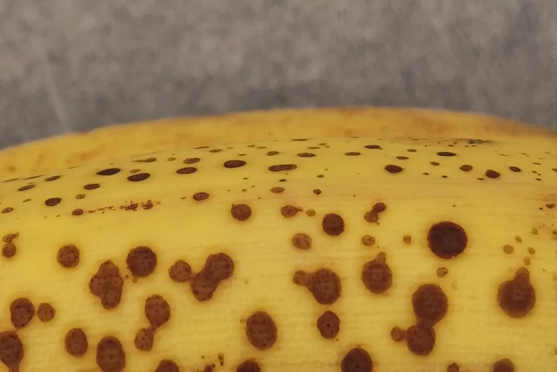 A close up of a yellow banana on an out-of-focus background.